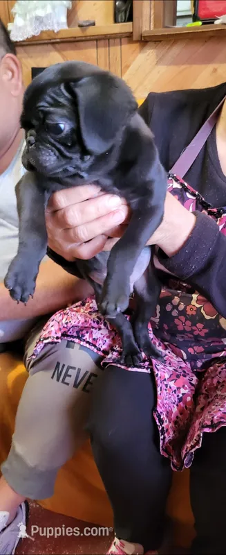 Pantera – Pug puppy for sale in Albuquerque, NM