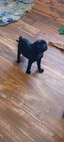 Pantera, a male Pug for sale in Albuquerque, NM – 3 of 3