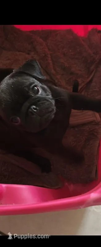 Pantera – Pug puppy for sale in Albuquerque, NM