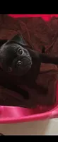 Pantera, a male Pug for sale in Albuquerque, NM – 1 of 3
