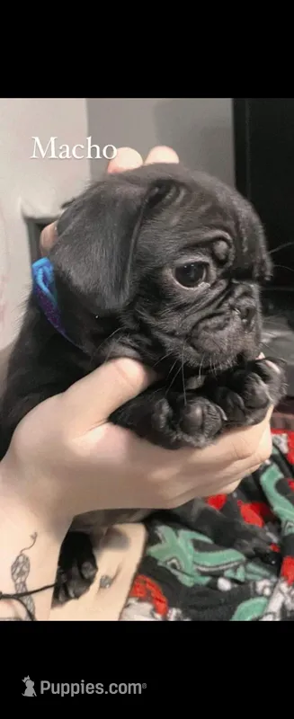 Pantera – Pug puppy for sale in Albuquerque, NM
