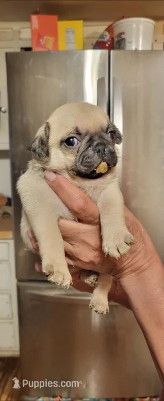 Muñeca  – Pug puppy for sale in Peralta, NM