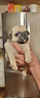 Muñeca , a female Pug for sale in Peralta, NM – 1 of 3