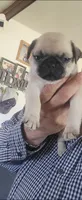 Candy, a female Pug for sale in Peralta, NM – 3 of 4