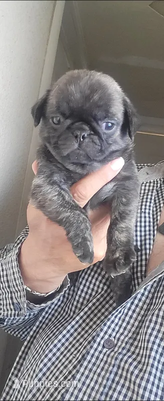 Capitan /  Brindle  – Pug puppy for sale in Peralta, NM