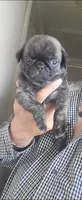Capitan /  Brindle , a male Pug for sale in Peralta, NM – 1 of 4