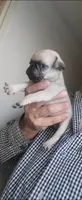 Sanzon, a male Pug for sale in Peralta, NM – 1 of 3