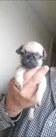 Sanzon, a male Pug for sale in Peralta, NM – 3 of 3