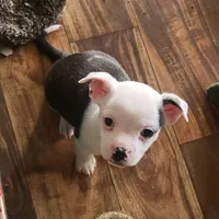 Conejo, a male Boston Terrier and Standard Schnauzer for sale in Albuquerque, NM – Photo 4 of 4