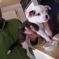 Conejo, a male Boston Terrier and Standard Schnauzer for sale in Albuquerque, NM – Photo 2 of 4