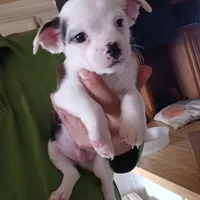 Conejo, a male Boston Terrier and Standard Schnauzer for sale in Albuquerque, NM – Photo 1 of 4