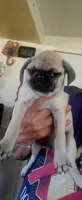 Reyna, a female Pug for sale in Albuquerque, NM – Photo 1 of 2