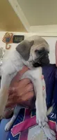 Reyna, a female Pug for sale in Albuquerque, NM – Photo 2 of 2