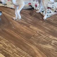 Canelo, a male Boston Terrier and Standard Schnauzer for sale in Albuquerque, NM – Photo 4 of 4