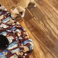 Canelo, a male Boston Terrier and Standard Schnauzer for sale in Albuquerque, NM – Photo 2 of 4