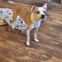 Canelo, a male Boston Terrier and Standard Schnauzer for sale in Albuquerque, NM – Photo 3 of 4