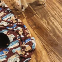 Canelo, a male Boston Terrier and Standard Schnauzer for sale in Albuquerque, NM – Photo 1 of 4