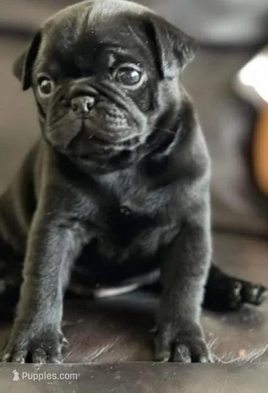 Kika – Pug puppy for sale in Albuquerque, NM