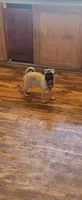 Sol , a female Pug for sale in Peralta, NM – 4 of 4