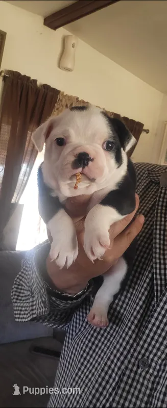 Princess – Boston Terrier puppy for sale in Peralta, NM