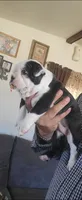 Princess, a female Boston Terrier for sale in Peralta, NM – 5 of 7