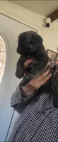 Capitan /  Brindle , a male Pug for sale in Peralta, NM – 4 of 4