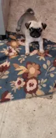 Muñeca , a female Pug for sale in Peralta, NM – 3 of 3