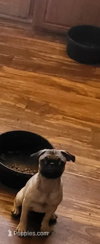 Neron – Pug puppy for sale in Peralta, NM