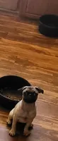 Neron, a male Pug for sale in Peralta, NM – 1 of 2