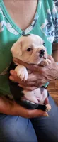 Princess, a female Boston Terrier for sale in Peralta, NM – 3 of 7