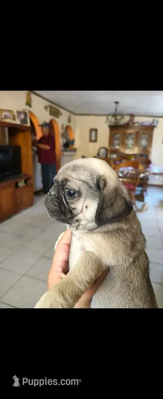 Chiquitin  – Pug puppy for sale in Albuquerque, NM