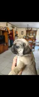 Chiquitin , a male Pug for sale in Albuquerque, NM – 1 of 1