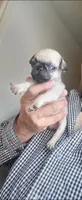 Sanzon, a male Pug for sale in Peralta, NM – 2 of 3