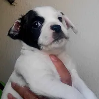 Pirata, a male Boston Terrier and Standard Schnauzer for sale in Albuquerque, NM – Photo 6 of 6