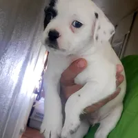 Pirata, a male Boston Terrier and Standard Schnauzer for sale in Albuquerque, NM – Photo 3 of 6