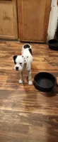 Pirata, a male Boston Terrier and Standard Schnauzer for sale in Peralta, NM – 5 of 6
