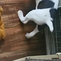 Pirata, a male Boston Terrier and Standard Schnauzer for sale in Albuquerque, NM – Photo 2 of 6