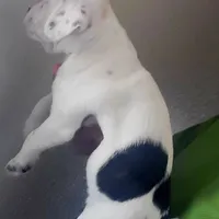 Pirata, a male Boston Terrier and Standard Schnauzer for sale in Albuquerque, NM – Photo 4 of 6