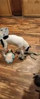 Pirata, a male Boston Terrier and Standard Schnauzer for sale in Peralta, NM – 6 of 6