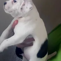 Pirata, a male Boston Terrier and Standard Schnauzer for sale in Albuquerque, NM – Photo 5 of 6