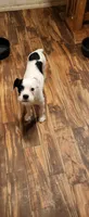 Pirata, a male Boston Terrier and Standard Schnauzer for sale in Peralta, NM – 4 of 6