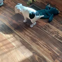 Pirata, a male Boston Terrier and Standard Schnauzer for sale in Albuquerque, NM – Photo 1 of 6