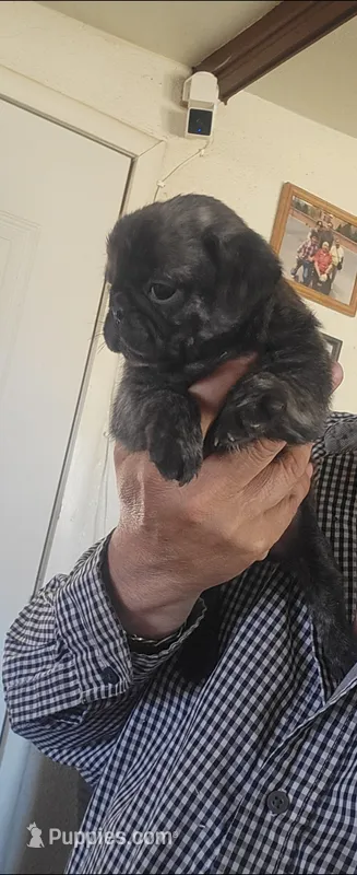 BEBE / Brindle  – Pug puppy for sale in Peralta, NM