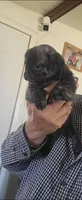 BEBE / Brindle , a female Pug for sale in Peralta, NM – 1 of 4