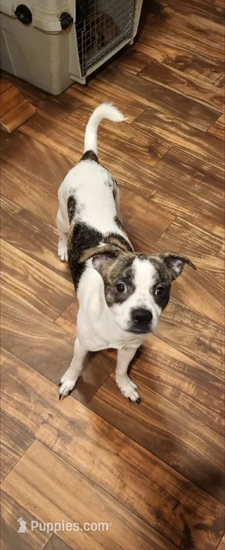Cazador – Boston Terrier, Miniature Schnauzer puppy for sale in Peralta, NM