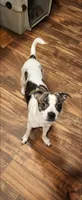 Cazador, a male Boston Terrier and Miniature Schnauzer for sale in Peralta, NM – 1 of 2
