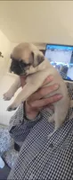 Candy, a female Pug for sale in Peralta, NM – 2 of 4
