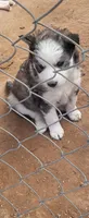 Ruby, a female Alaskan Malamute for sale in Albuquerque, NM – Photo 2 of 5
