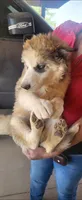 Ruby, a female Alaskan Malamute for sale in Albuquerque, NM – 3 of 4