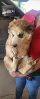Ruby, a female Alaskan Malamute for sale in Albuquerque, NM – 4 of 4